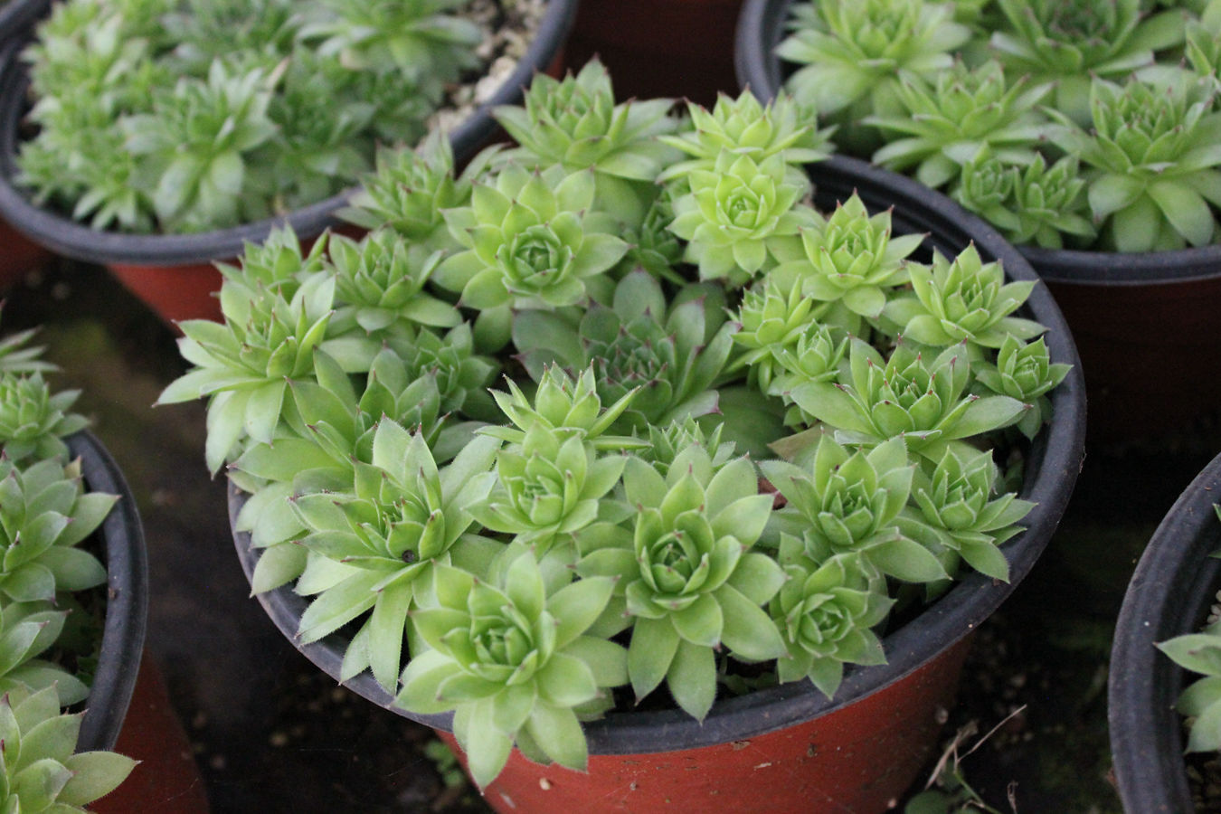 观音莲精选多肉植物办公室绿植多肉植物盆栽批发防辐射