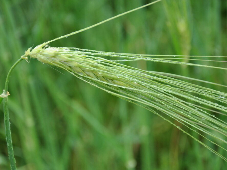 绿色优质青稞农产品健康无添加青稞批发