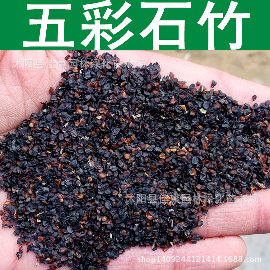 草花种子五彩石竹种子绣竹种子须苞石竹十样锦1件1斤