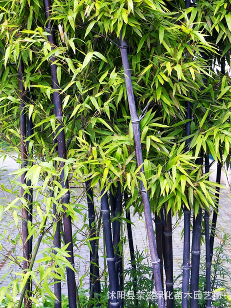 基地批发绿化箬竹 阔叶箬竹 阔叶竹小型丛生竹 低价批发 量大从优