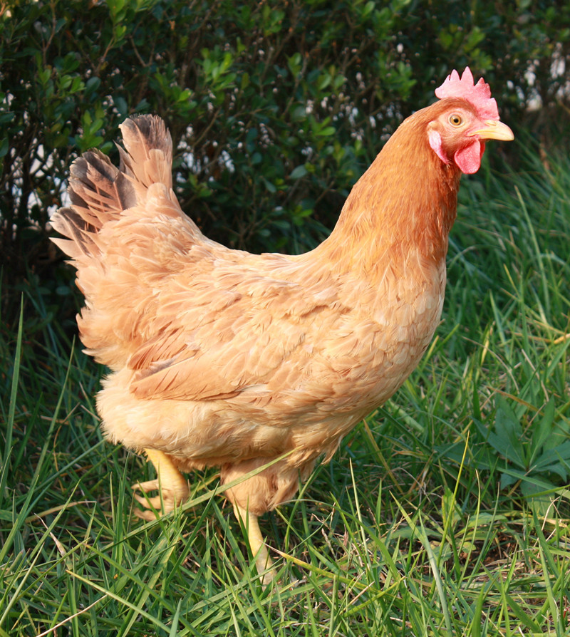 sh圣华原生态散养三黄鸡放养走地鸡