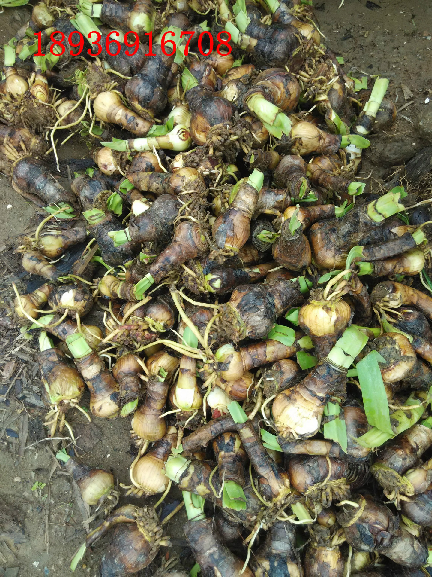 蜘蛛兰种球 美洲水鬼蕉 水鬼蕉 海水仙 螯蟹花 蜘蛛百合