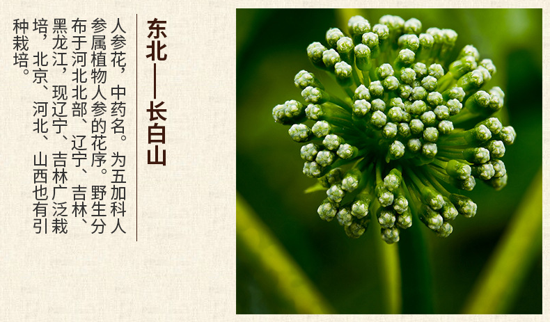 东北三宝人参花茶绿色人参花蕾人参之精华50g罐装一件代发包