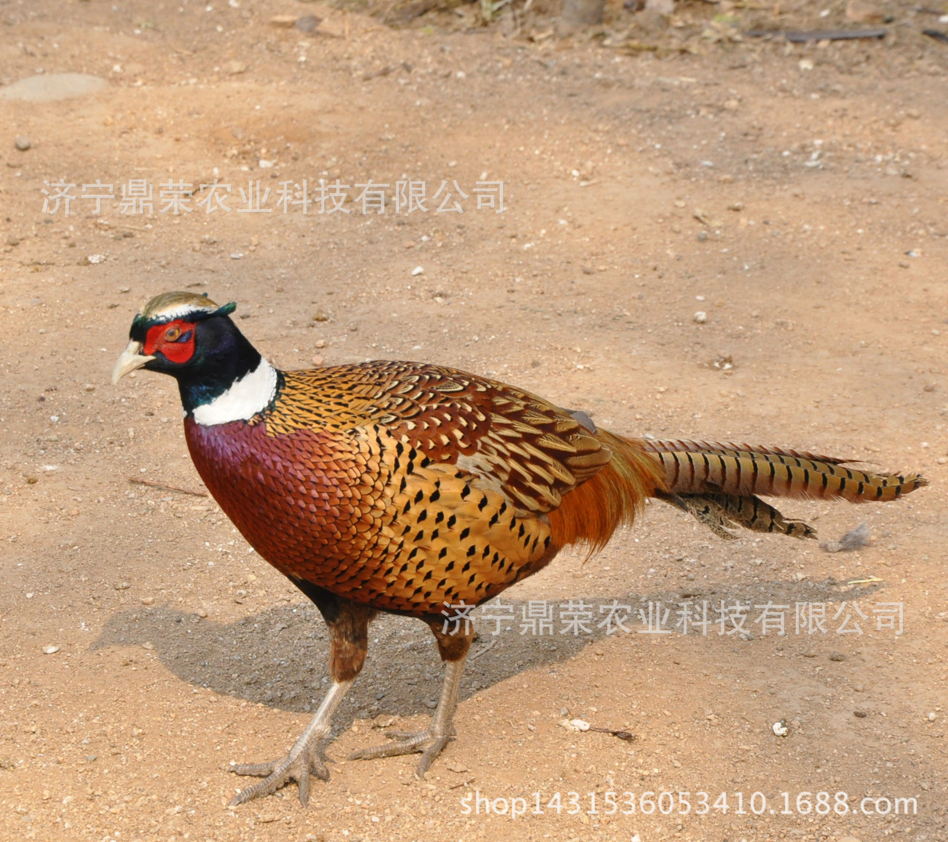 七彩山鸡苗出售 野鸡苗出售量大从优 全国包邮 包疫苗 包途中伤亡