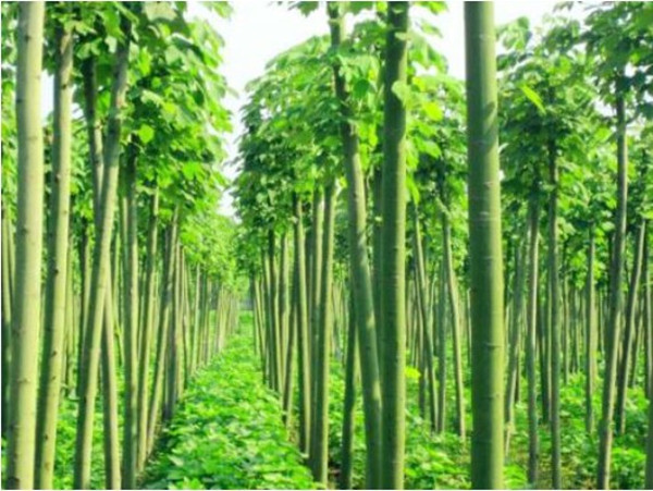 庭院绿化苗木 青桐树苗 青桐小苗 速生青桐 南北方种植 高杆青桐