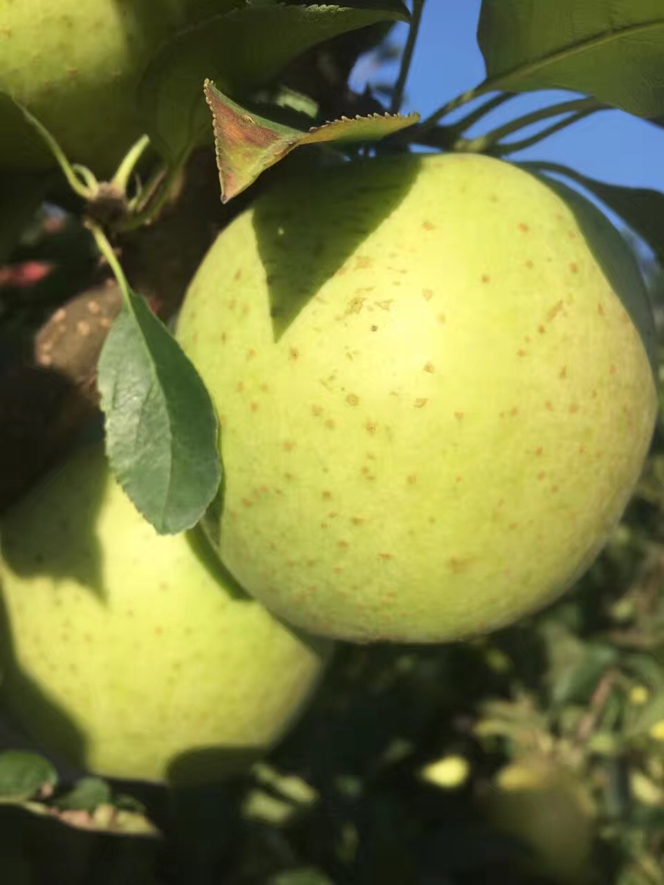 正宗王林苹果大连瓦房店老树王林苹果产地直发80精品大果5斤包邮