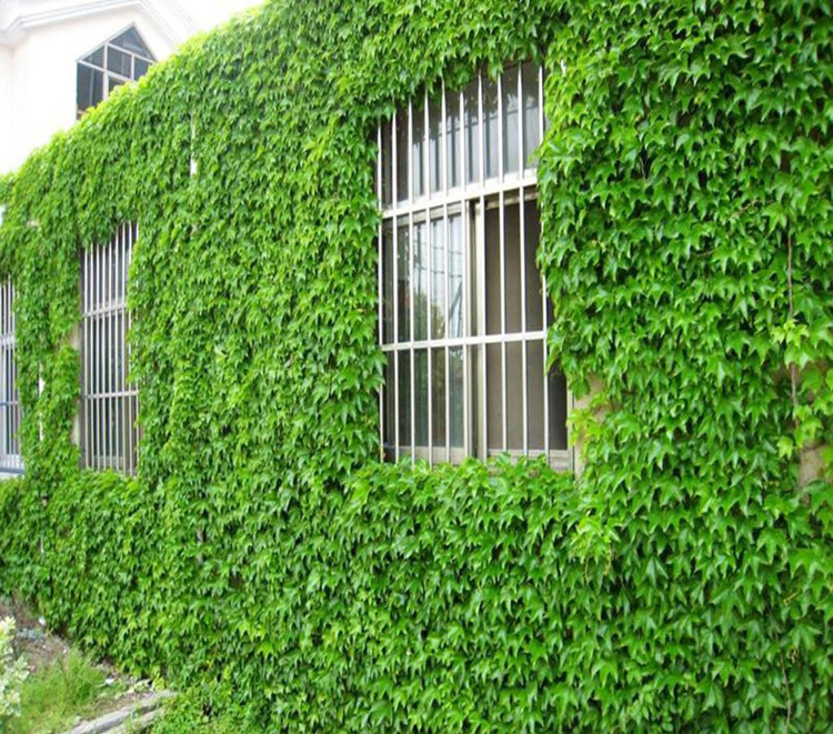 爬山虎苗 五叶地锦 爬墙高手 遮阳降温 2年苗 藤本植物 净化空气