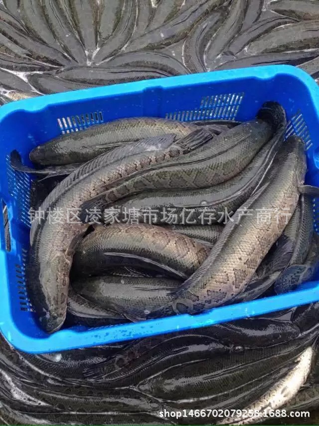 现货批发 生态养殖 新鲜黑鱼 淡水水产黑鲤头鱼水产大户特价供应