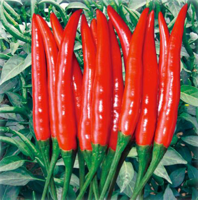 泰国朝天椒种子