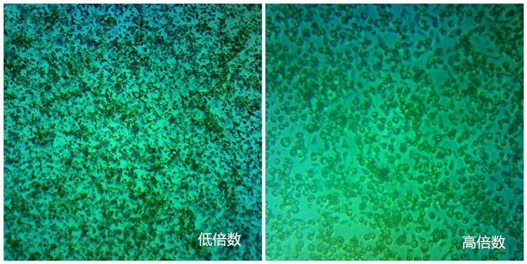 如何辨别小球藻真假辨?