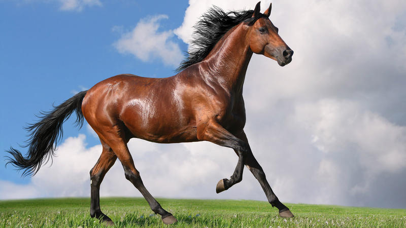 汗血马好养殖吗出售蒙古马汉血马伊犁马品种伊犁马