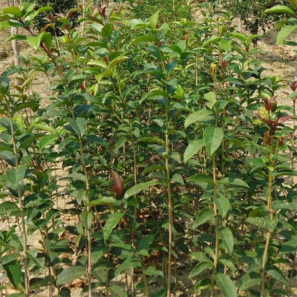 长期出售绿化苗木桂花苗 庭院绿篱小苗桂花 多规格 价优 可批发