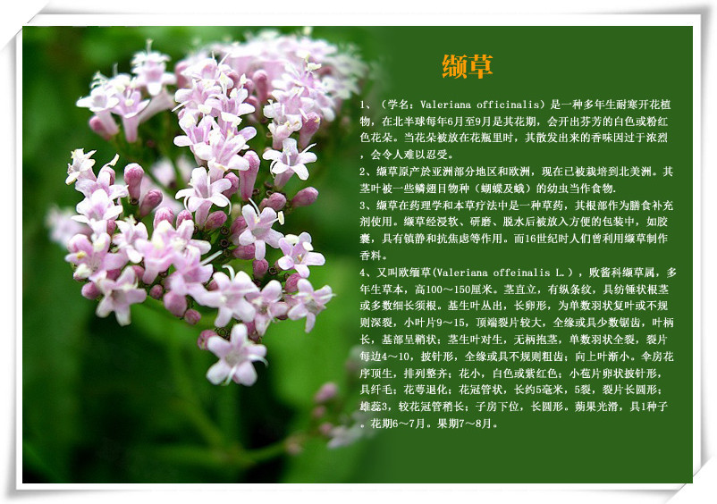 包邮供应 缬草提取物