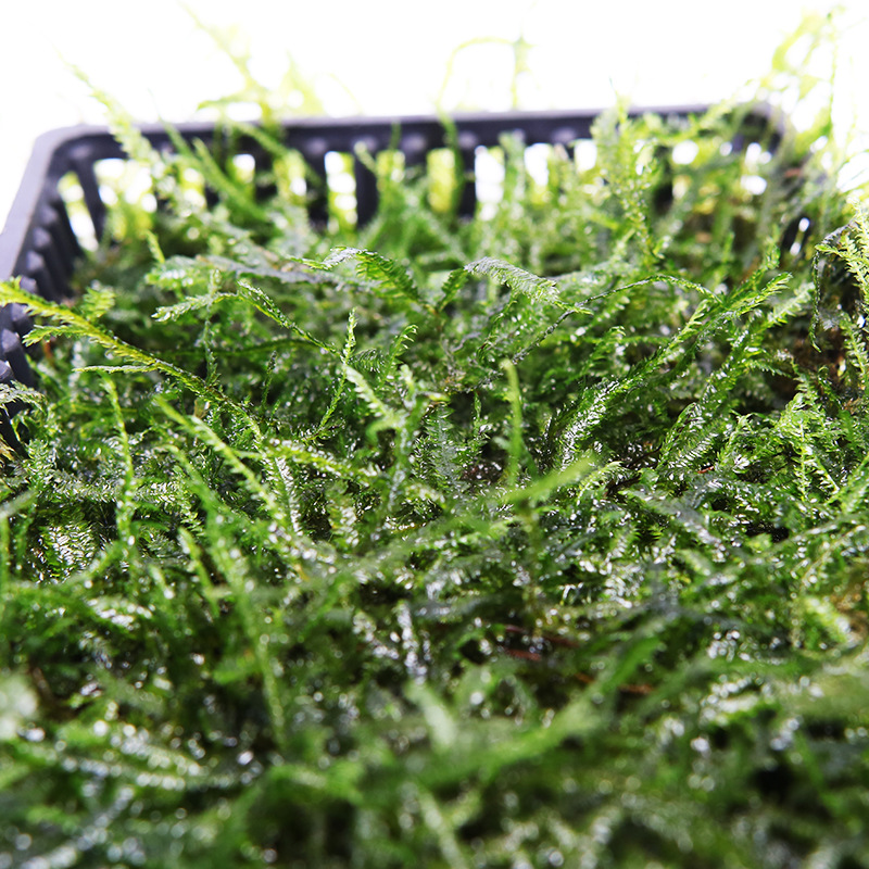 大三角莫丝莫斯散装真水草批发沉木活体鱼缸造景水族箱装饰金鱼藻