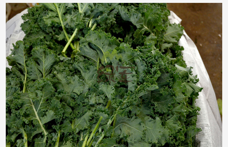 云南特产新鲜野羽衣甘蓝批发芥兰产地直销农家菜野菜批发