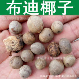 椰子 布迪椰子种子 冻子椰子种子 1件=1斤