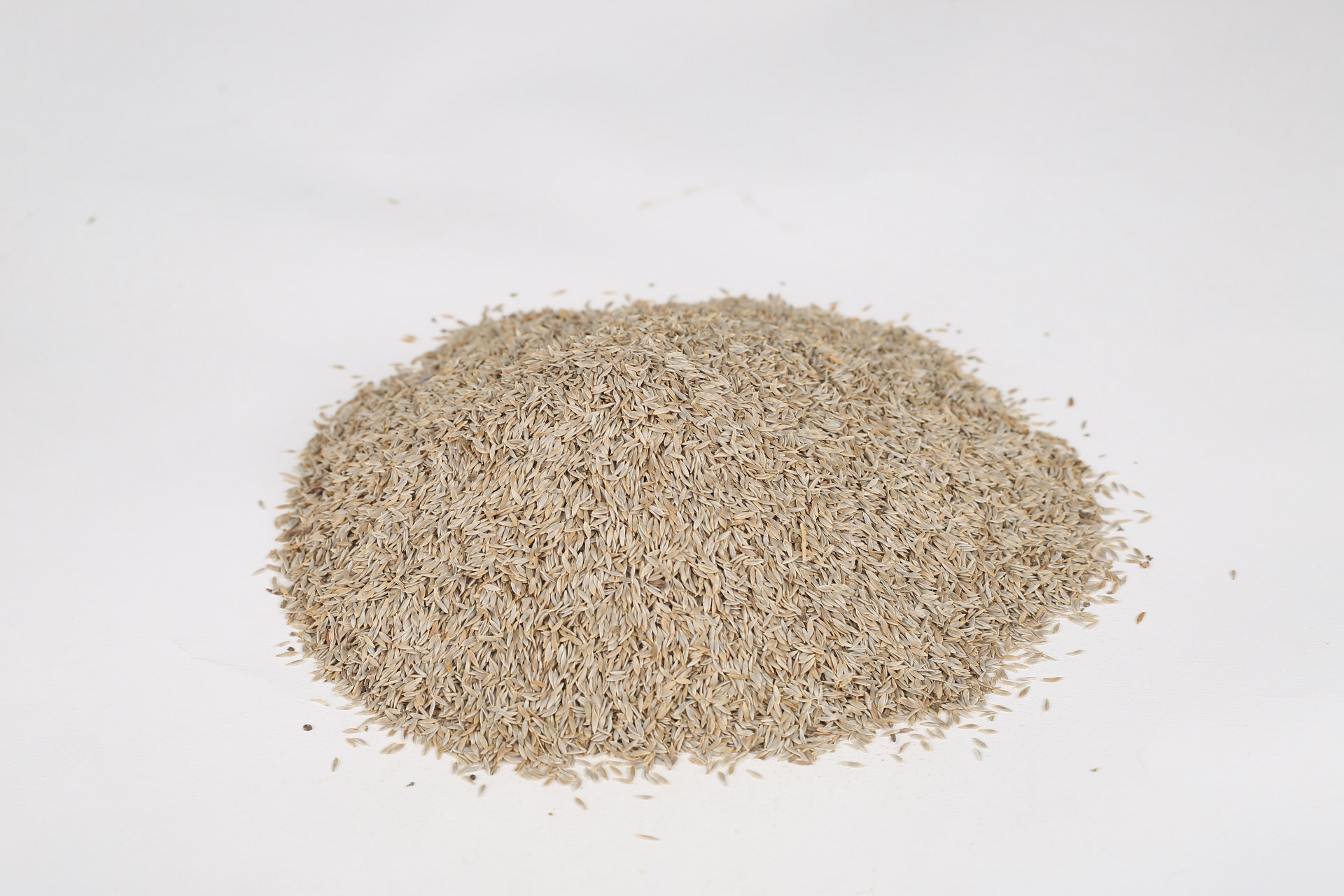 【生菜子】供应多规格中药材生菜子厂家直销莴苣籽五谷杂粮生菜子