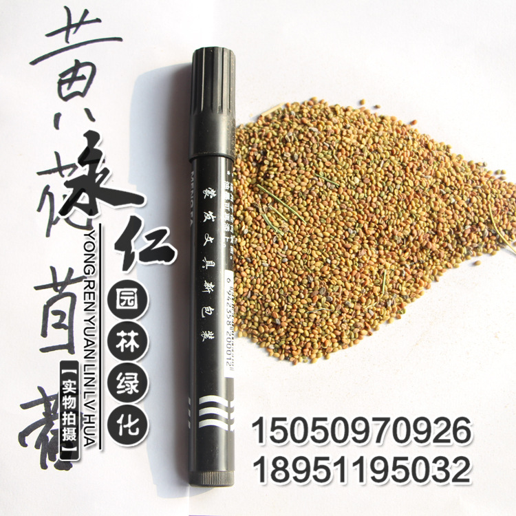 优质牧草种子 高纯度 黄花苜蓿种子 草木犀种子 耐旱耐寒耐贫瘠