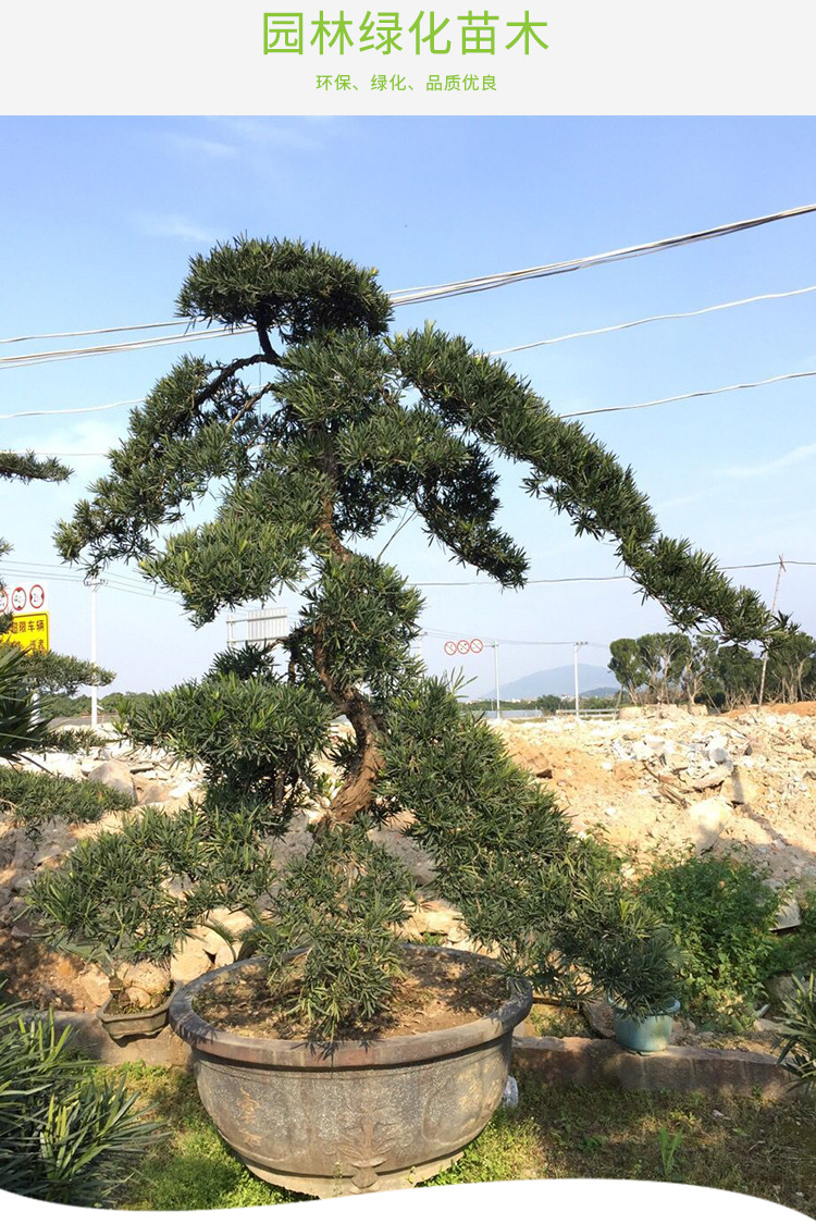 罗汉松 乔木 中大型庭院景观造型树 价格5000元
