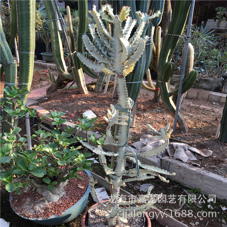 白帝锦 白龙骨 大戟科柱状植物 仙人掌景观布置工程 多浆沙生植物