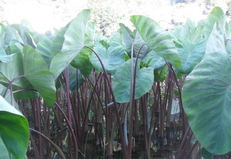 荷叶梗恩施特产绿色芋荷梗农家特色开胃菜凉菜2016年新品纯手工制