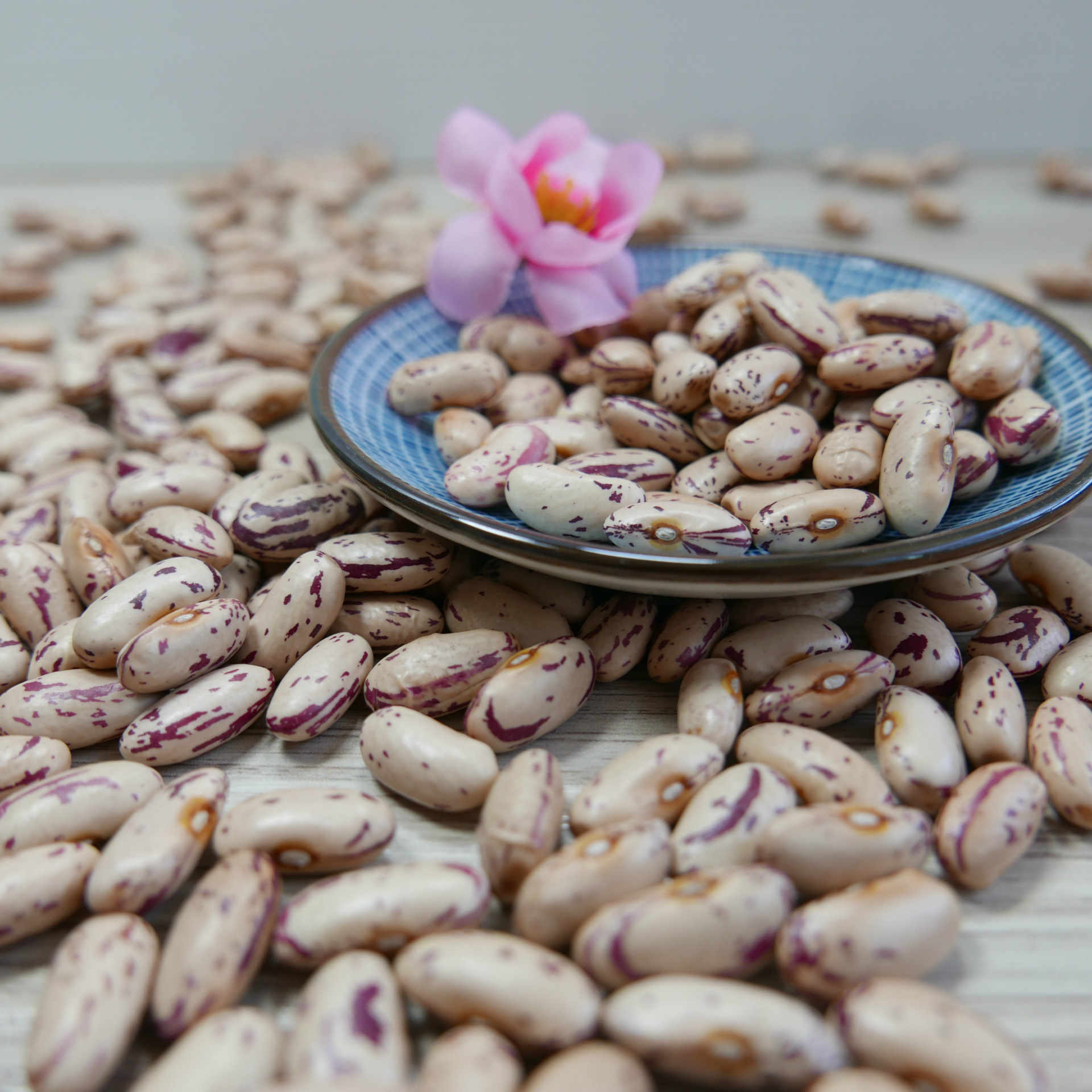 【阿里巴巴】供应2016新奶花芸豆 优质品种