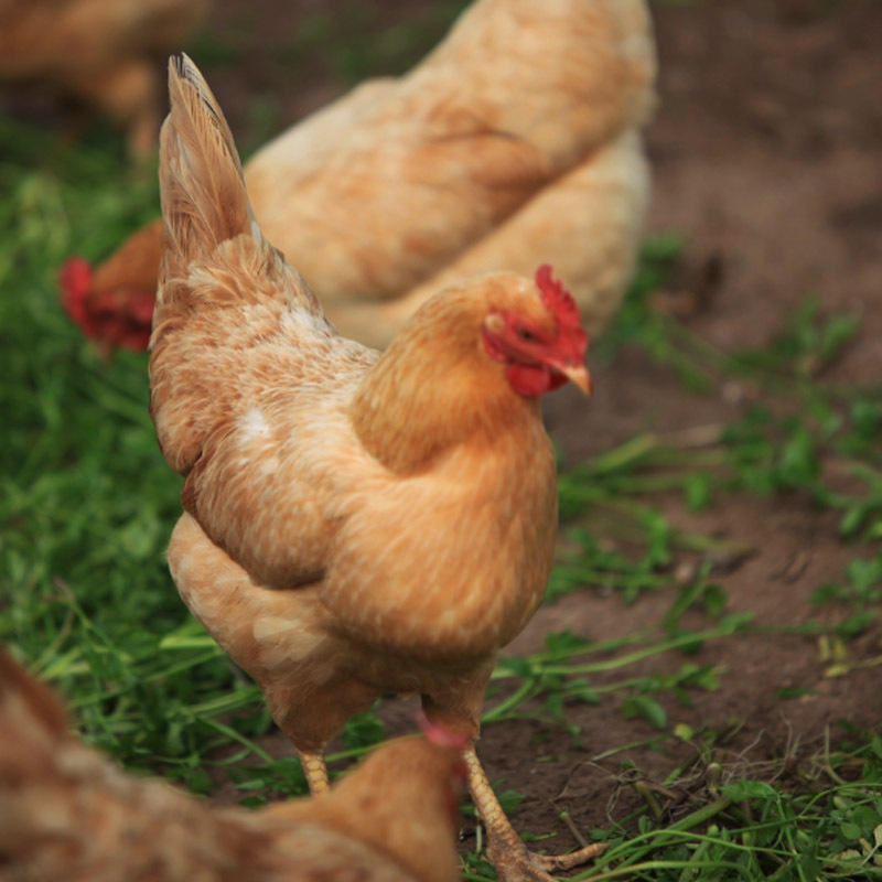 新鲜草鸡 老杜崇明草鸡1000g  农家土鸡走地鸡冷冻生鲜食材