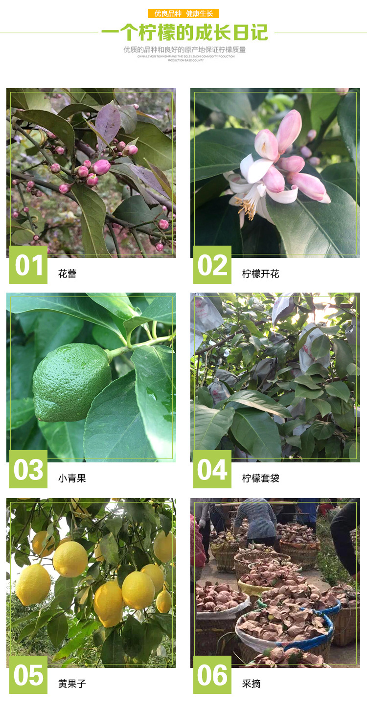 四川安岳柠檬干片 蜂蜜柠檬冻干片 泡水柠檬干片