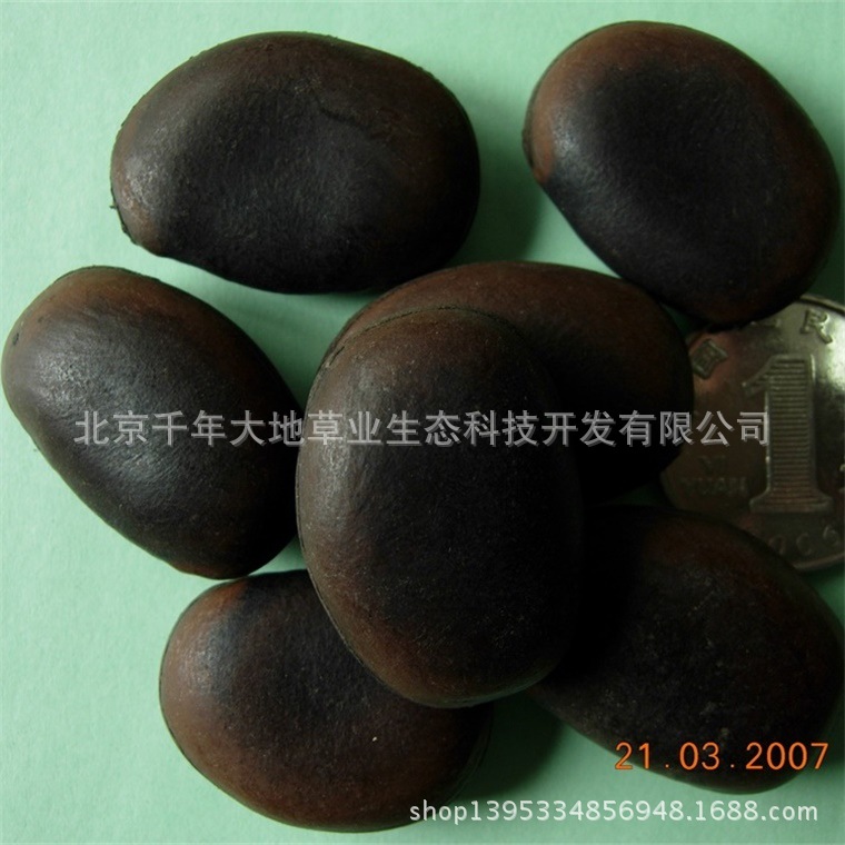 常春油麻藤种子及野花组合,草花种子,花海花种,灌木种子