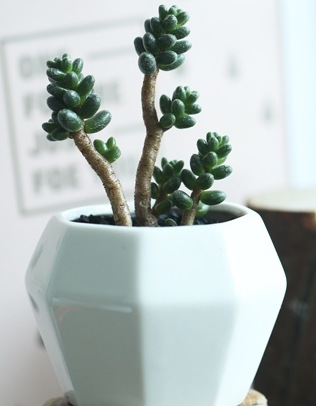 韩国进口 田园大棚种植 多肉植物 绿毛豆老桩 多头室内盆栽花卉