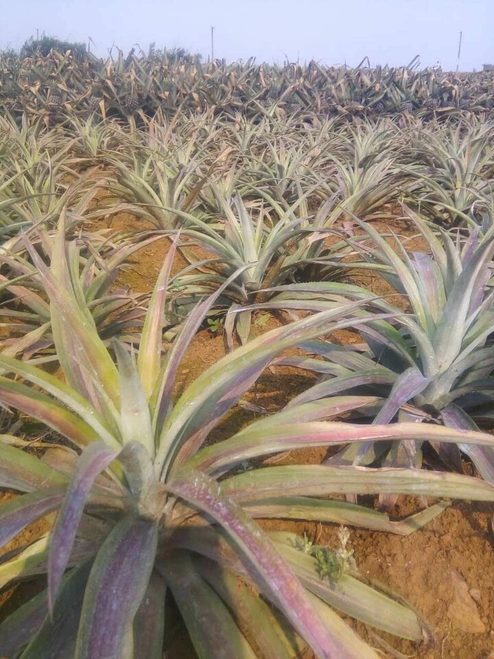 [凤梨苗](地菠萝苗)[热带水果][盆景 绿化] 台农十七号 金钻 进口