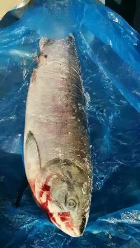 批发大量俄罗斯大马哈鱼,带头带脏,白磷红肉,吉林省珲春市现货
