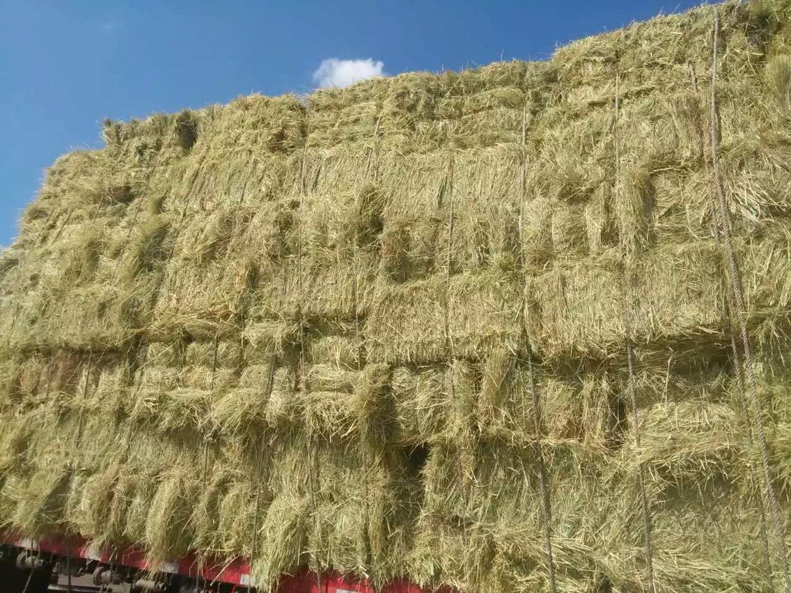 新碱草牛马羊牧草饲料供应牛场羊场羊草碱草率高牛场草料