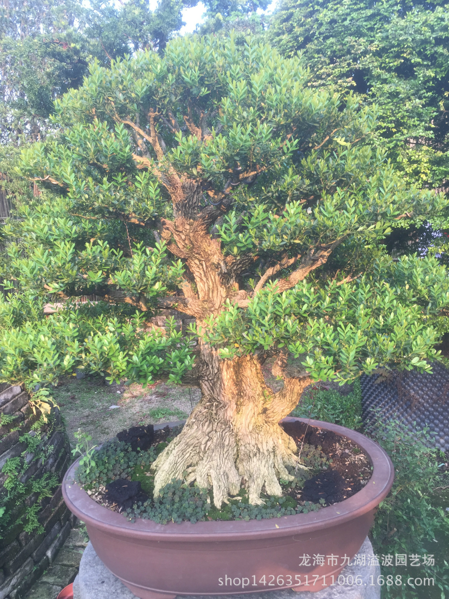 室内绿植盆栽珍珠黄杨盆景 台湾 雀舌黄杨盆景