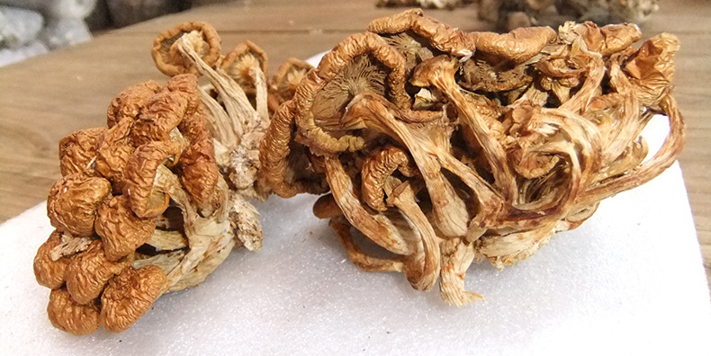 健康优质野生菌滑子菇食用菌古田货滑菇 滑子蘑菇干 量大优惠