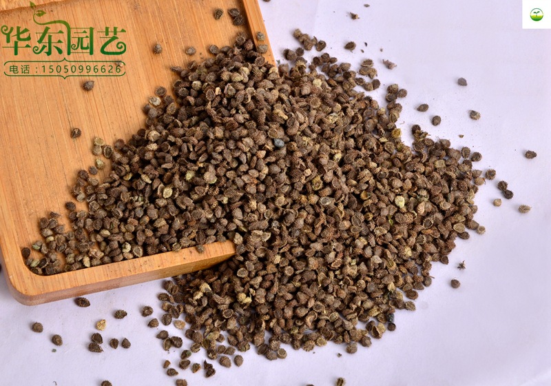 实体店铺 批发出售草花种子 勿忘草种子又名勿忘我种子