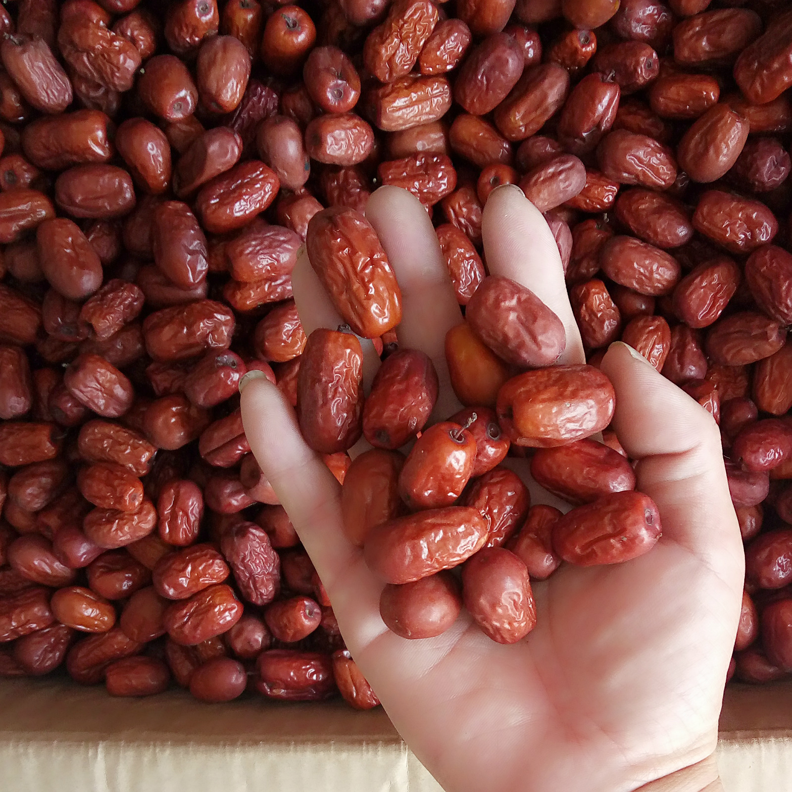 批发沧州金丝小枣中个 天然无核红枣 无公害 原产地批发