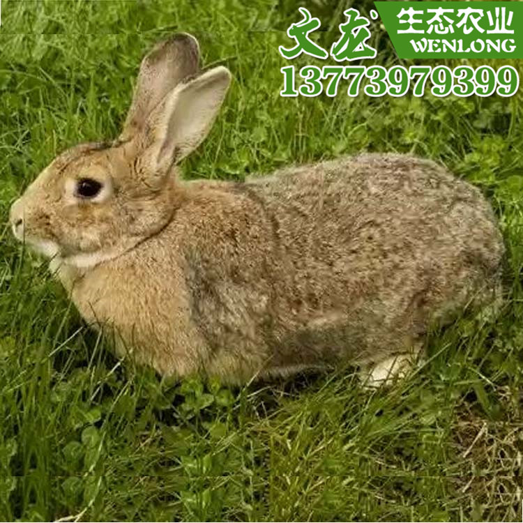 哪里有兔子苗批发市场 哪里有兔子苗批发市场呢