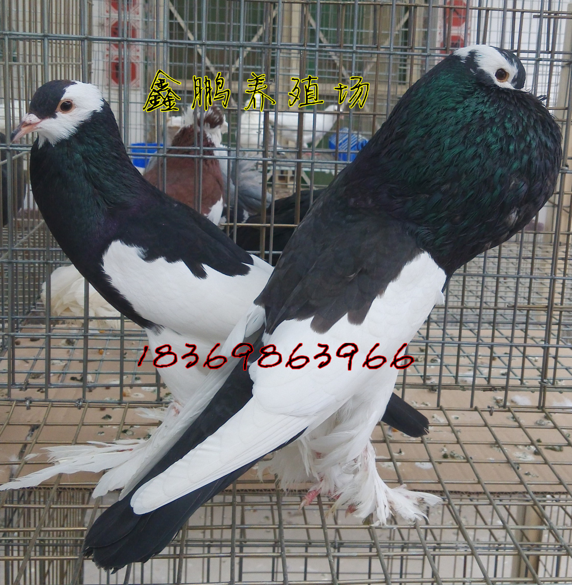 黑色眼睛球鸽子种鸽价格图片!眼镜球种鸽出售,质量