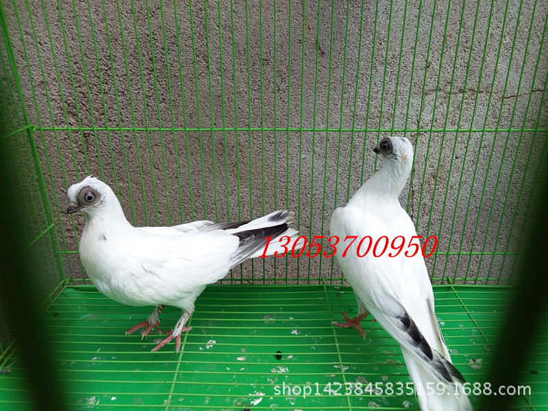熊猫金鱼鸽图片 金鱼眼鸽子 黑金鱼观赏鸽种鸽 白金鱼青年鸽批发