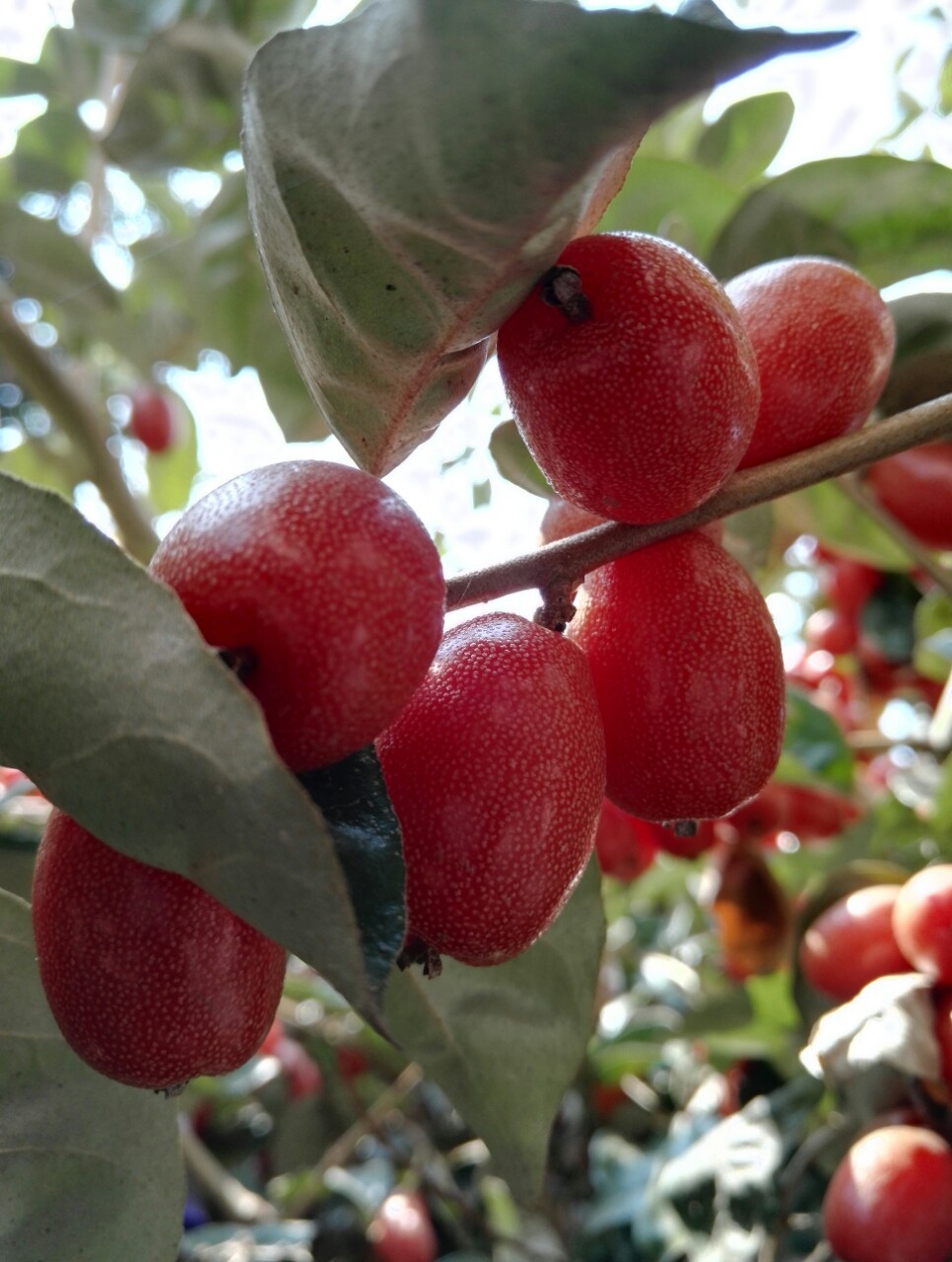 厂家直销 甜羊奶果 苗甜牛奶果苗 六周年促销 价格实惠哦