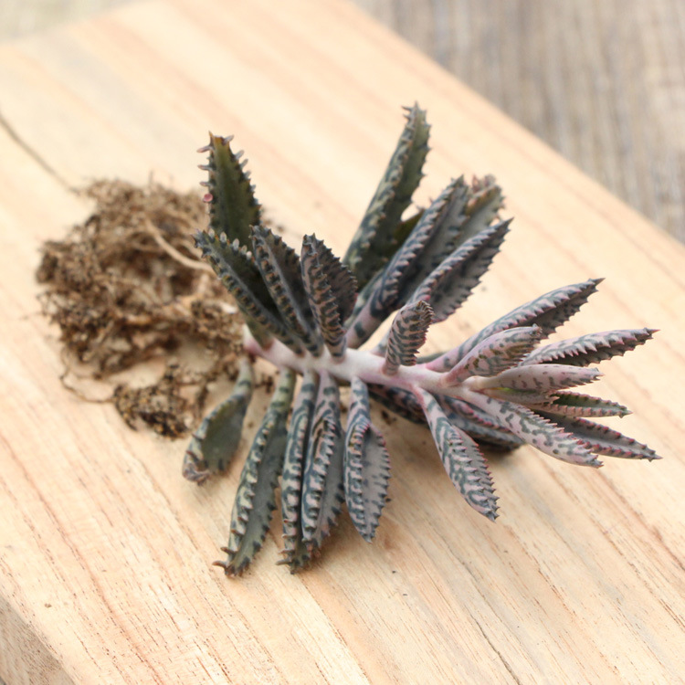 多肉植物 羽叶不死鸟锦多肉组合盆栽 办公室室内迷你绿植创意盆景