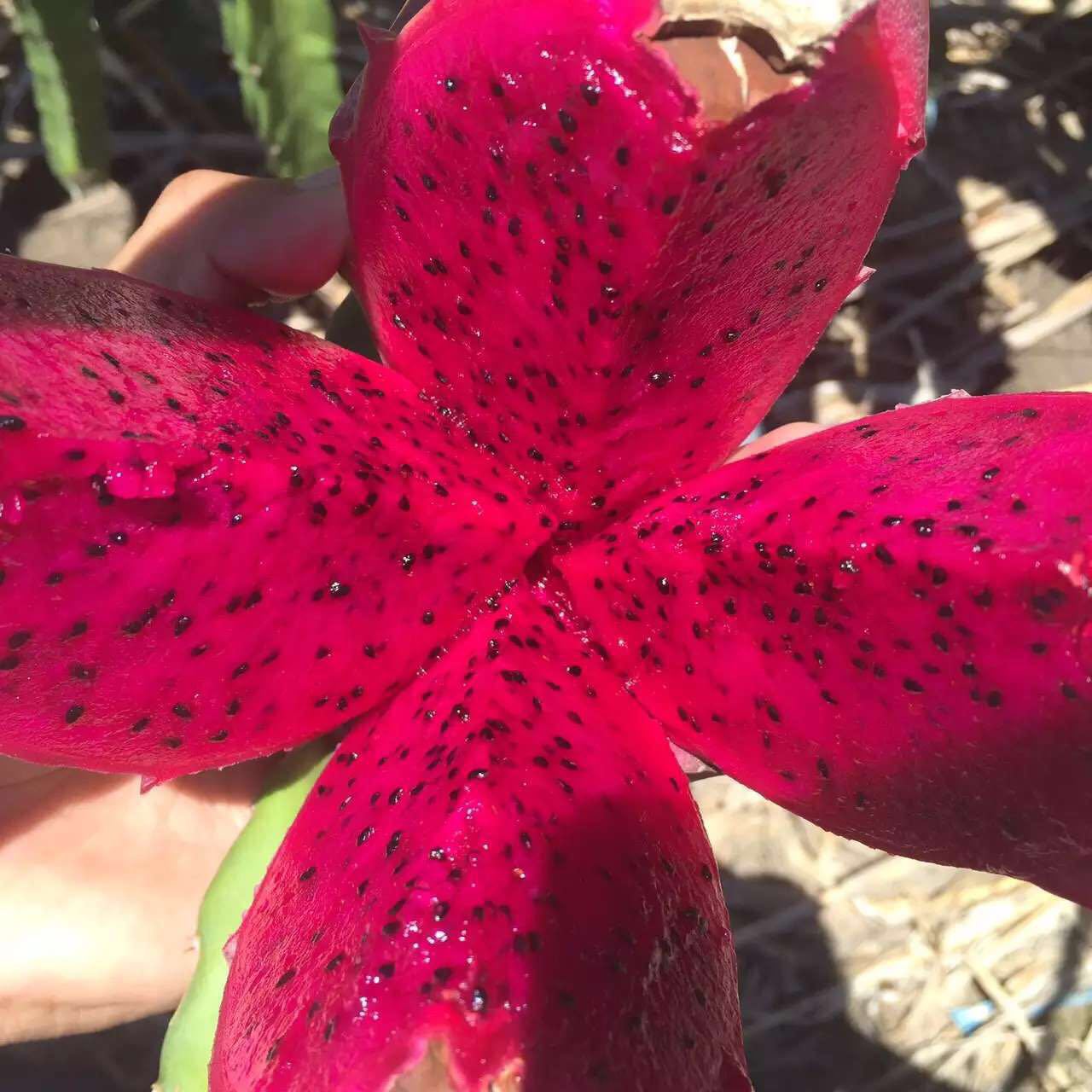 海南水果_海南水果供应商_海南水果批发市场