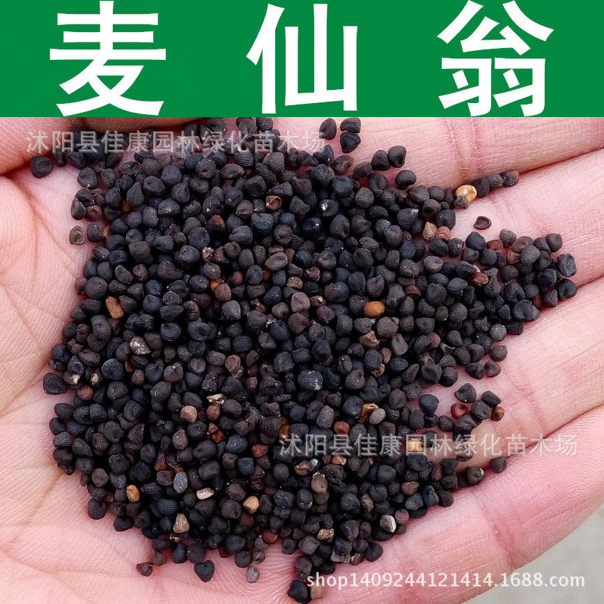 草花种子麦仙翁种子麦仙翁花卉种子1件1斤