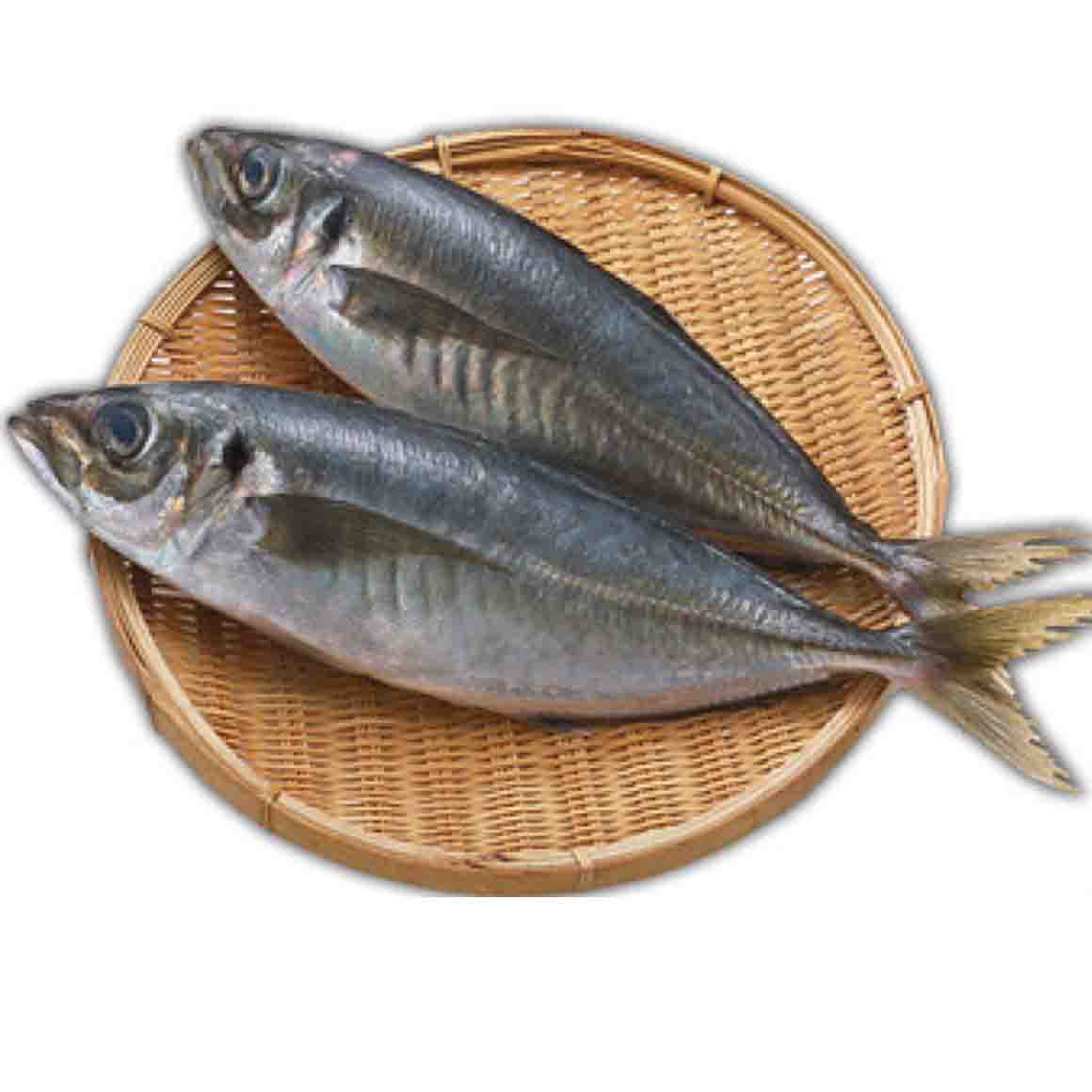 现货供应多种巴鱼鲅鱼马鲛鱼新鲜水产品冷冻营养鱼肉