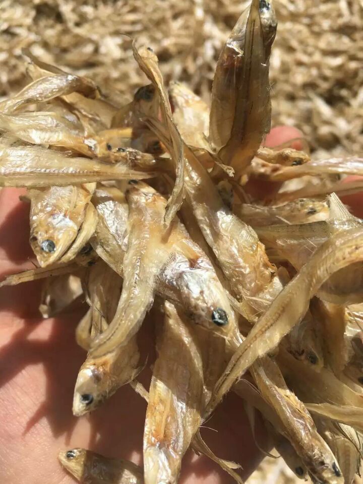 鄱阳湖野生毛刀鱼 江湖靠地产品 十元一-鱼类