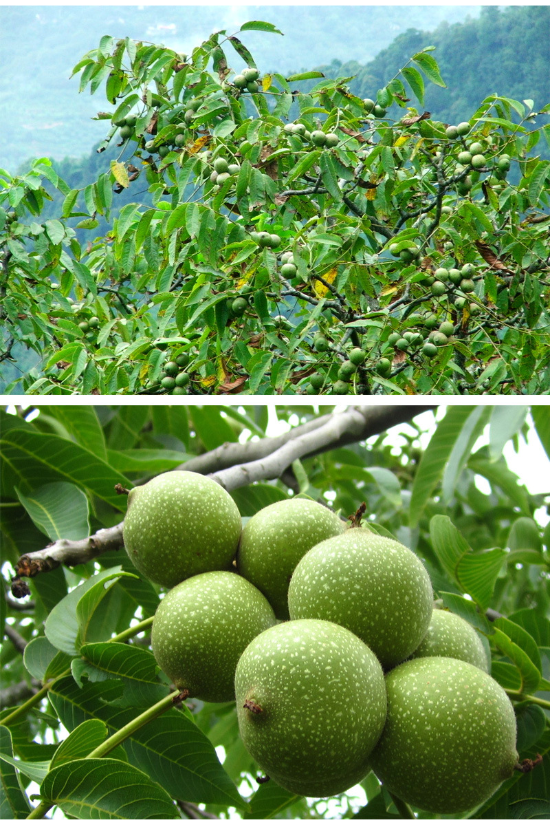 500克包邮秦岭新鲜山地核桃 野生核桃新鲜核桃薄纸皮大核桃