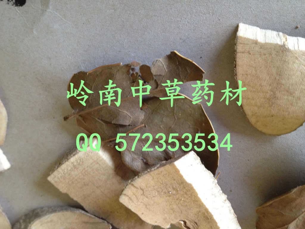 偏冷奇中草药材 枸骨木 光皮树 花皮树 中药材批发、零售