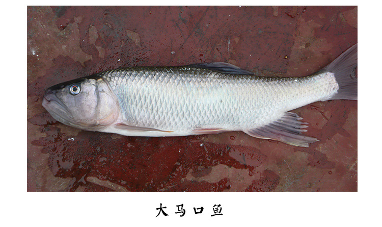 生态水库养殖大马口鱼 花杈鱼 桃花鱼 鲜活淡水鱼 厂家批量.