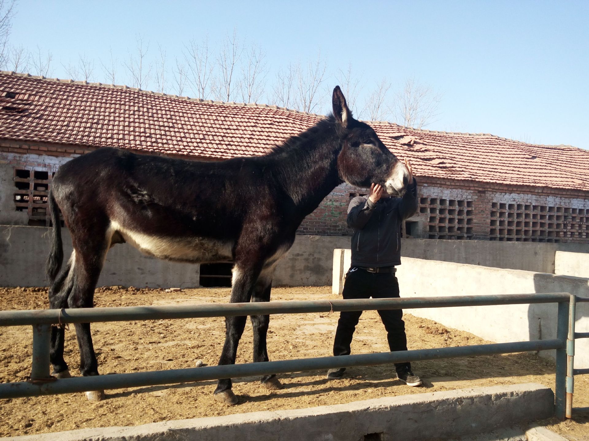 肉驴养殖场 肉驴苗价格 德州驴 乌头驴 三粉驴 养驴行情效